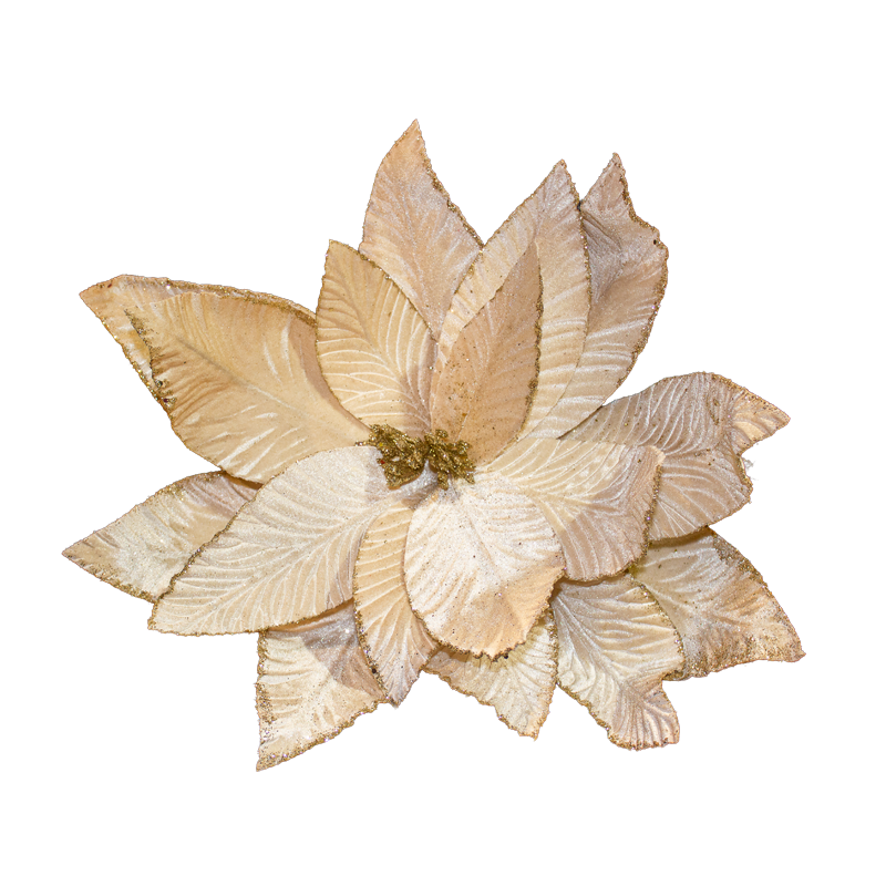 Poinsettia Ivory 45cm