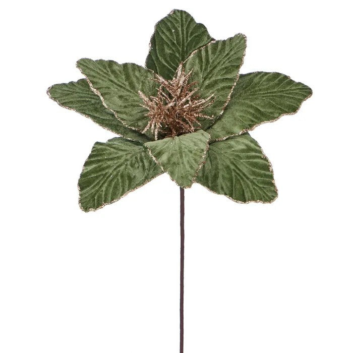 Green velvet poinsettia with gold glitter edges