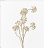 Spray Champagne Berry Burst 84cm