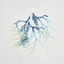 Hanging Coral Spray Blue/White 31cm