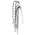 Stem Olive Green 93cm - Christmas Decorations Brisbane