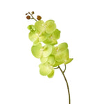 Spray Flower Phalaenopsis Green 96cm - Christmas Decorations Brisbane