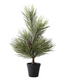 Tree Frosted Pinecone in Pot 35cm - Christmas Decorations Brisbane