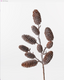 Pick Frosted Pinecone 60cm