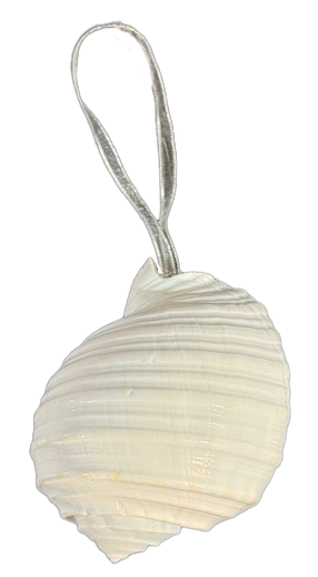 Tonna Shell White 10cm