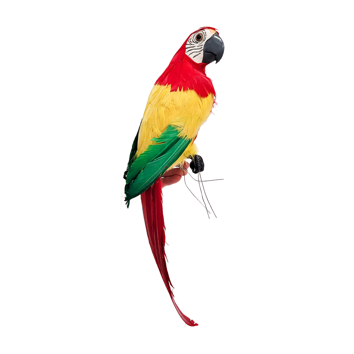 Macaw Red Head with Multicolour Body 50cm - Christmas Decorations Brisbane