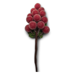 Pick Berry Bunch Frosted Red 15cm - Christmas Decorations Brisbane