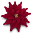Poinsettia Red Velvet Gold 50cm - Christmas Decorations Brisbane