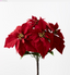 Poinsettia 5 Flowers Red 30cm