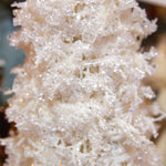 Cone Tree Ice White 46cm - Christmas Decorations Brisbane