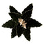 Poinsettia Flower Gold/Green With Glitter Edge Clip On 30cm