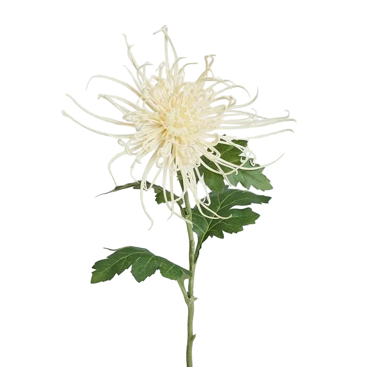 Pick Cream Spider Mum Stem 71cm - Christmas Decorations Brisbane