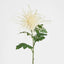 Pick Cream Spider Mum Stem 71cm - Christmas Decorations Brisbane