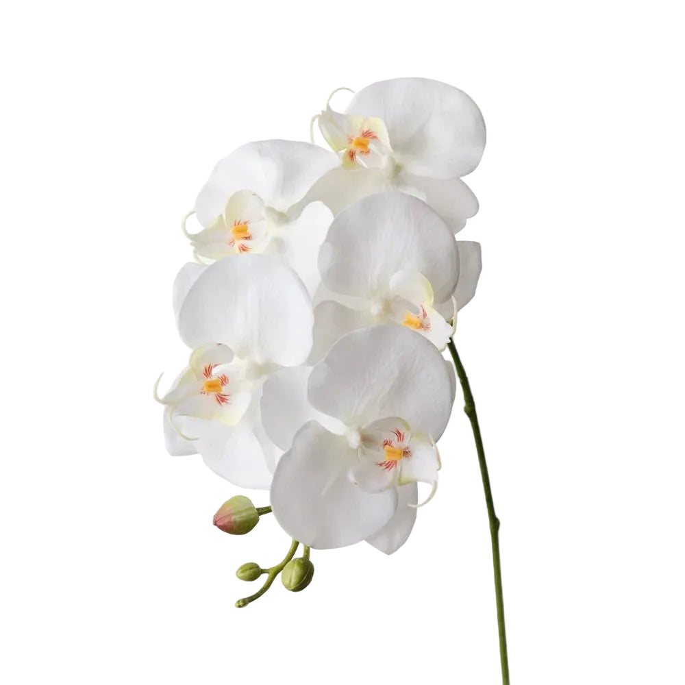 Spray White Orchid Phalaenopsis 70cm - Christmas Decorations Brisbane