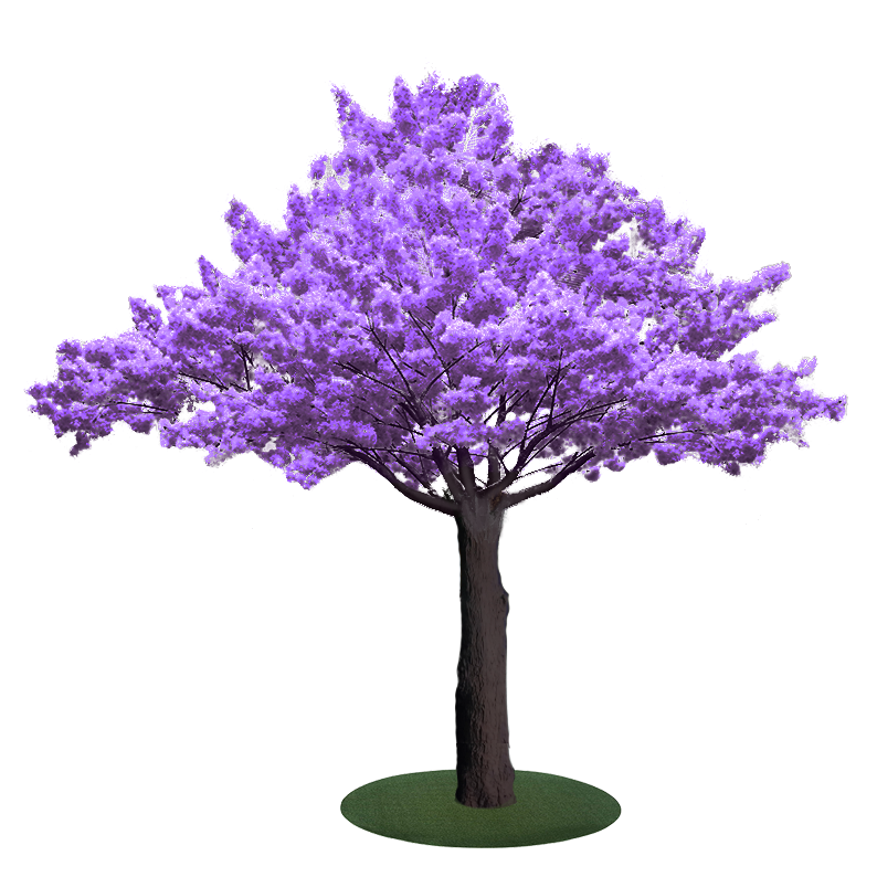 Jacaranda Tree Purple leaves - Christmas Decorations Brisbane