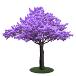 Jacaranda Tree Purple leaves - Christmas Decorations Brisbane