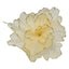 Sheer Flower Champagne with Gold Edge