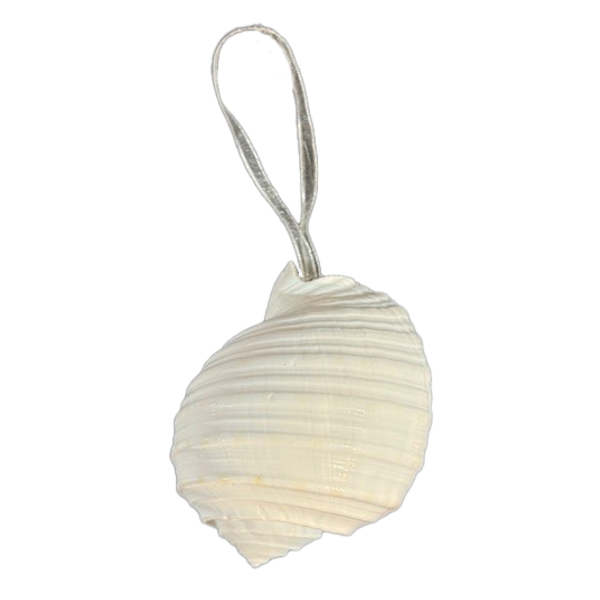 Tonna Shell White 10cm
