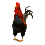 Rooster Natural and Orange - Christmas Decorations Brisbane