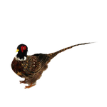 Pheasant Brown and White with Red and Yellow 56cm - Christmas Decorations Brisbane
