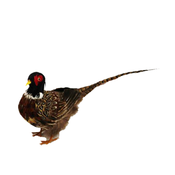 Pheasant Brown and White with Red and Yellow 56cm - Christmas Decorations Brisbane