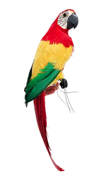 Macaw Red Head with Multicolour Body 50cm - Christmas Decorations Brisbane