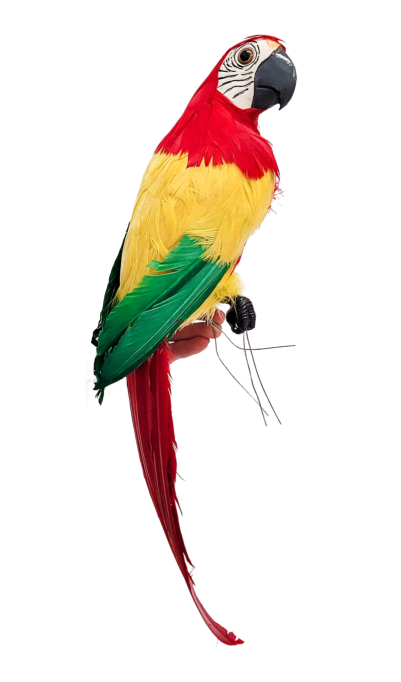 Macaw Red Head with Multicolour Body 50cm - Christmas Decorations Brisbane
